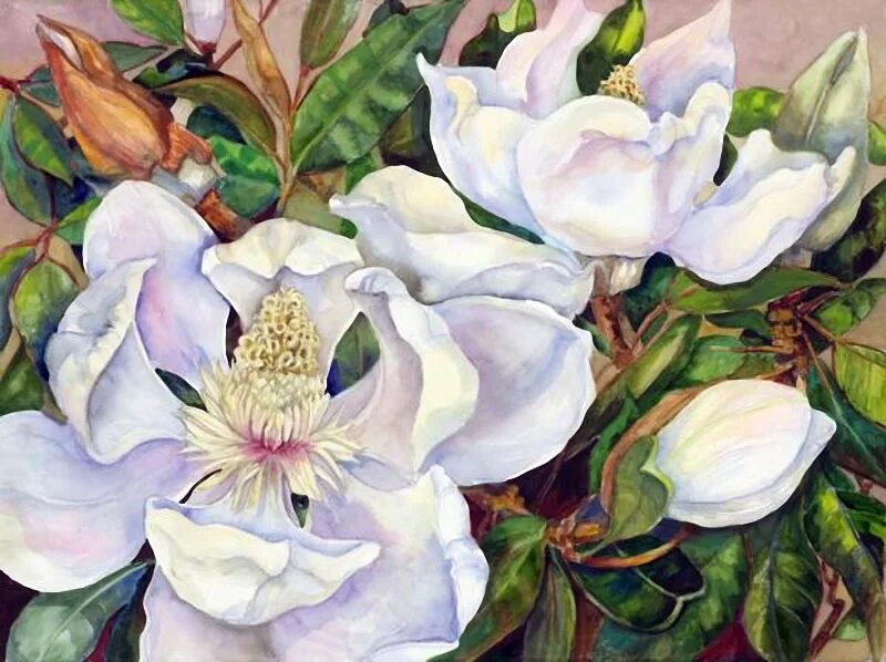 2s39 magnolia. Художница joanne porter. магнолии картины художников. магнолия дерево картина. magnolia tree рисунок холсте.