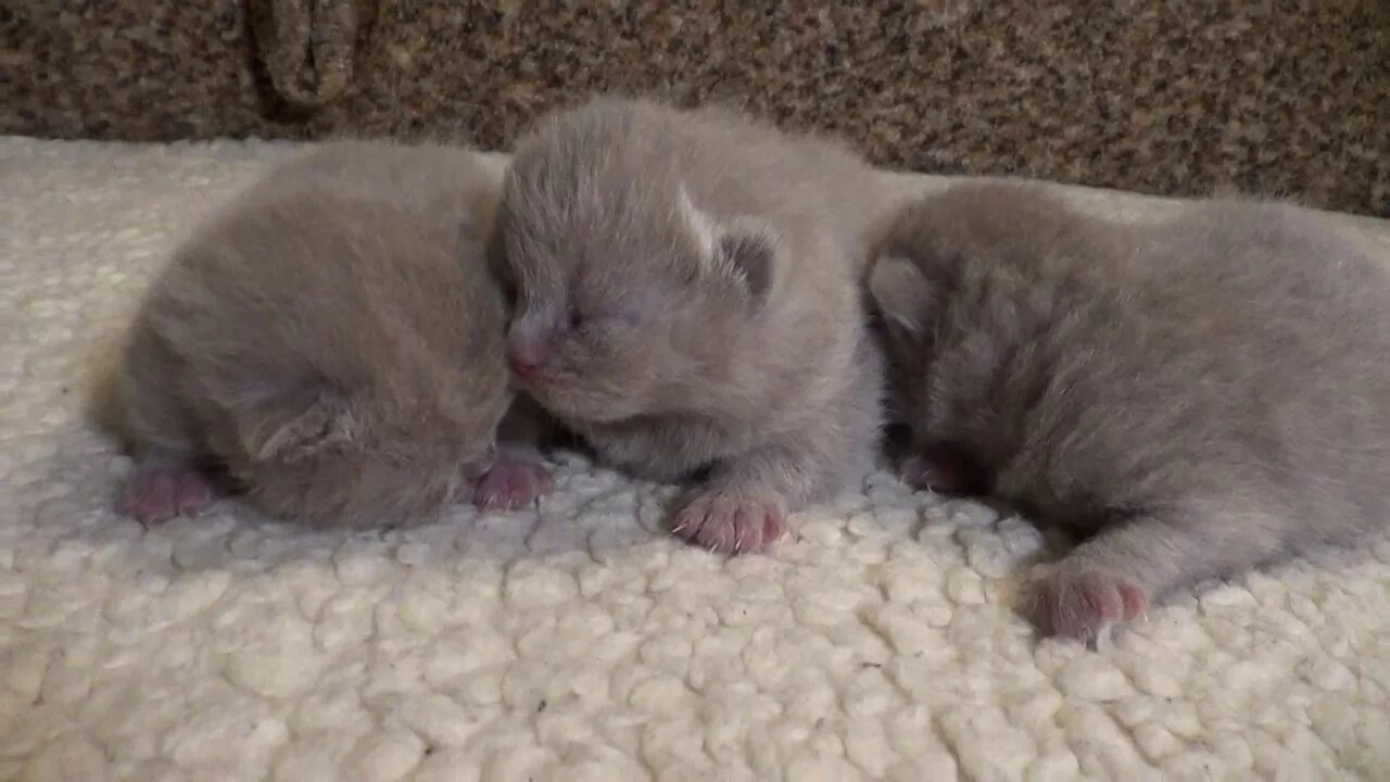 Сколько дней после рождения котята открывают глаза. Новорожденные котята Шотландские вислоухие. Новорожденные котята британцы вислоухие. Британские котята вислоухие Новорожденные. Шотландские котята после рождения.