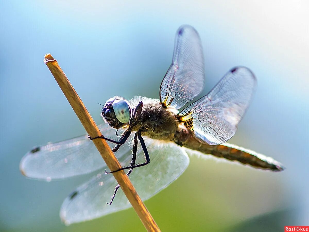 Стрекоза дарнера. Полет стрекозы. Стрекоза мама. Равнокрылые стрекозы. Мама стрекоза.