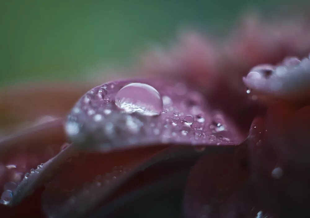 Макросъемка предметов. Макрофото продуктов. Красивые макрофотографии природы. Цветы макросъемка. Макро.