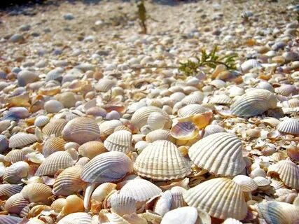 Где найти ракушки натлан