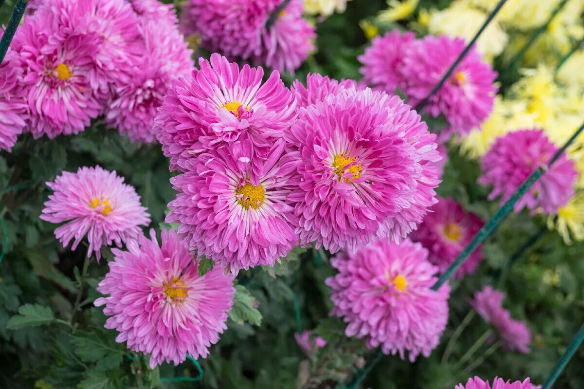 Хризантемы ливны. Тур на бал хризантем. Хризантема кустовая биг чиф. Хризантема сорт лепестковый дождь. Какого числа день хризантем.