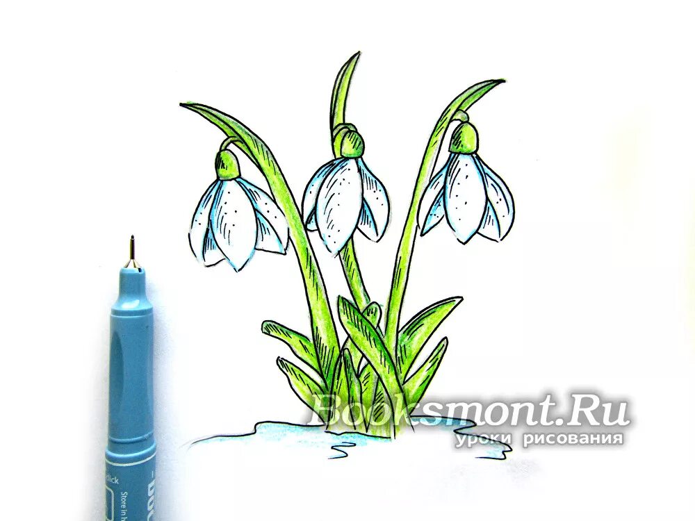 Подснежник рисунок 5 класс. Подснежник рисунок. подснежник рисунок карандашом. рисование подснежники. поэтапное рисование подснежника.