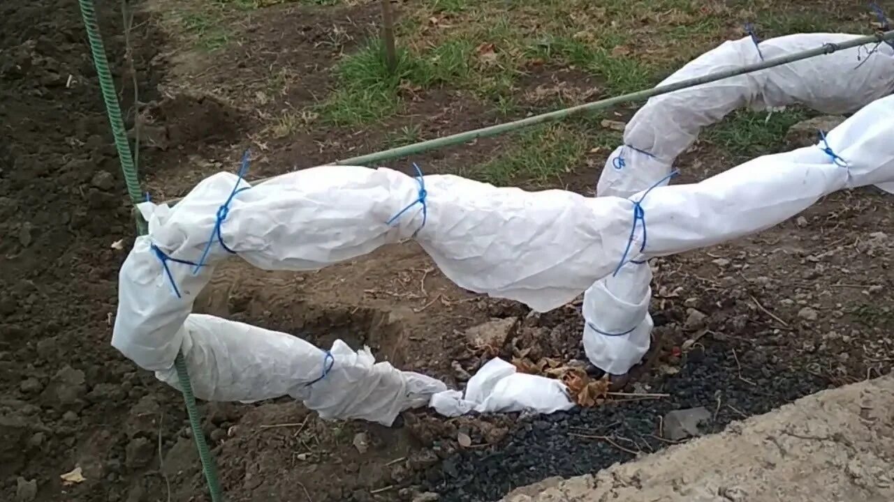 Как утеплить молодой виноград на зиму. Укрытие винограда спанбондом. укрытие винограда агроспаном. укрытие винограда стенофлексом. укрытие винограда на зиму.