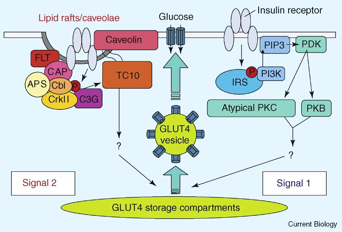 Глют 4 рецепторы. Проджект глют. Project 83113 игра. Глут рецепторы. Glut биохимия.