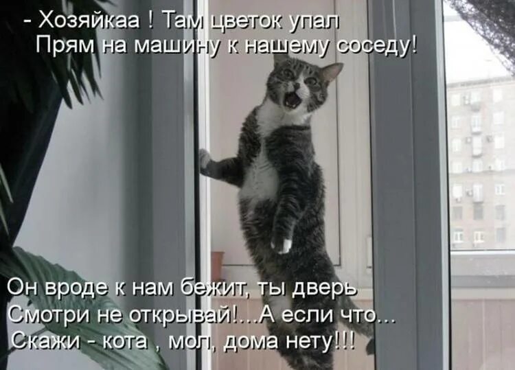 Говорящая кошка пожалуйста. Кот юмор. Кот пришел. Юмор в картинках про животных. Смешные коты с надписями.