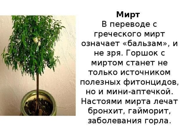 Мирт комнатное растение полезные свойства фото - Coffeebull.ru
