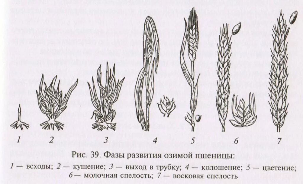 Фазы развития озимой пшеницы. Фазы роста озимой пшеницы. Фазы созревания озимой пшеницы. Фазы развития Яровой пшеницы мягкой.