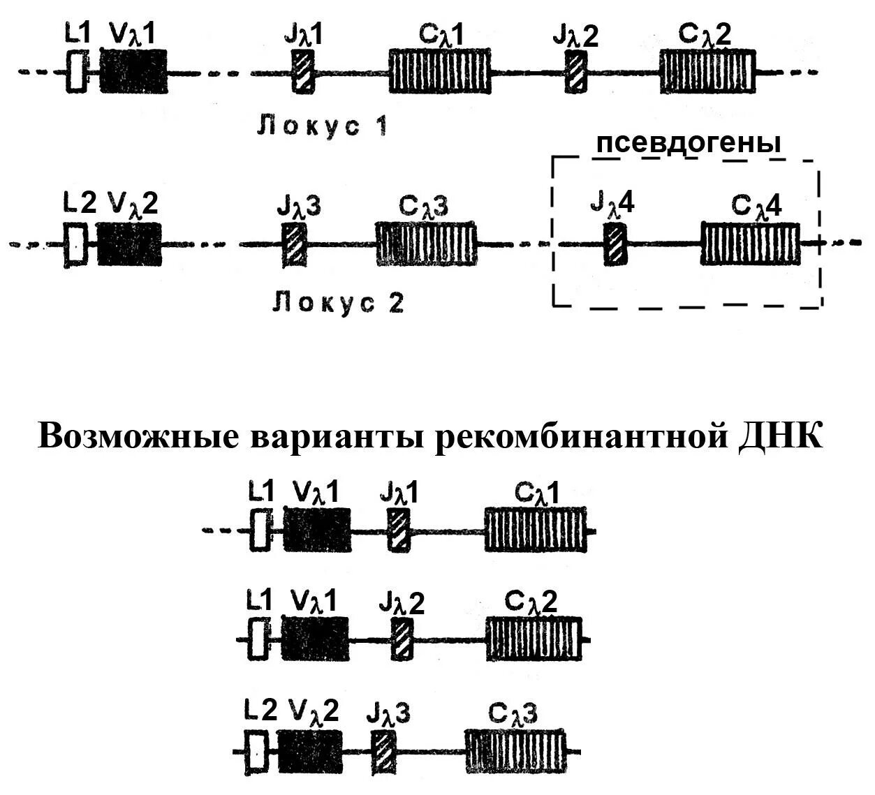 Процессированные псевдогены. Псевдогены строение. Псевдогены в геноме человека. Функции псевдогенов.