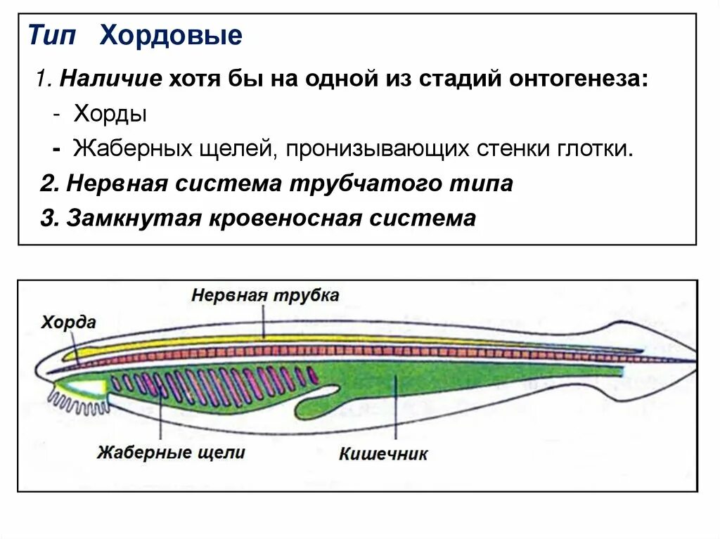 Глотка у хордовых. Хордовые строение. Общий план строения хордовых. Хордовые животные строение. Тип Хордовые строение.