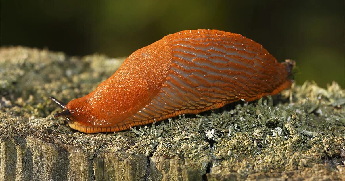 Улитка оранжевая. СЛИЗНЯК оранжевый СЛИЗНЯК оранжевый. Arion vulgaris СЛИЗЕНЬ. СЛИЗНЯК рыжий испанский. Слизни в Москве оранжевые.