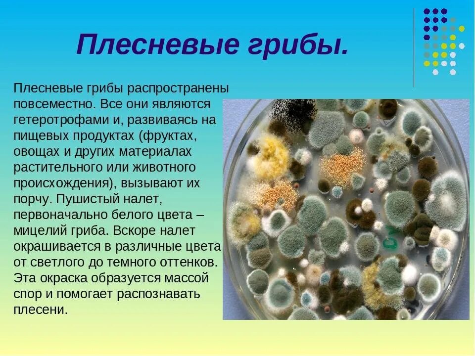 Какой вред наносят плесневые. Плесневые грибы. Плесневые грибы это в биологии. Многообразие плесневых грибов. Плесневые грибы на человеке.