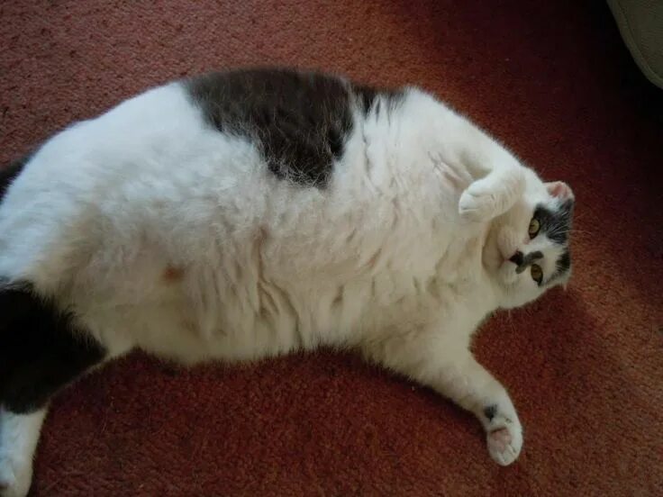 Fat Cats Ugly cat, Fat cats, Cat pics