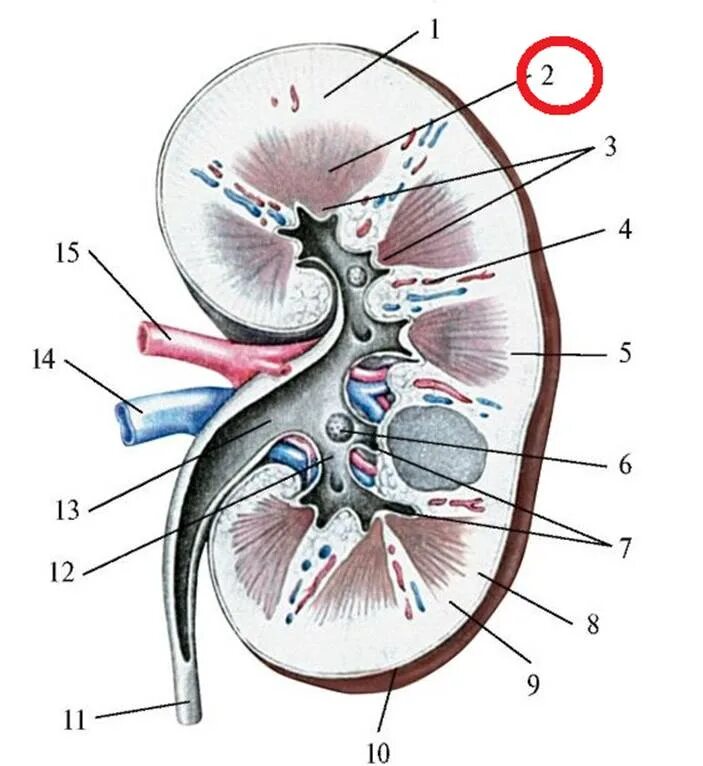 Лоханка латынь. Строение почки человека схема без подписей. Почка в разрезе анатомия. Фронтальный разрез почки. Сагиттальный разрез почки.
