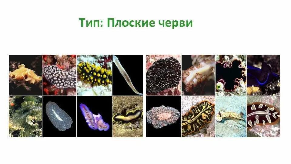 К группе плоских червей относится. Плоские черви 7 класс биология. Тип плоские черви план урок 1. Тип плоские черви многообразие. Тип плоские черви классы.