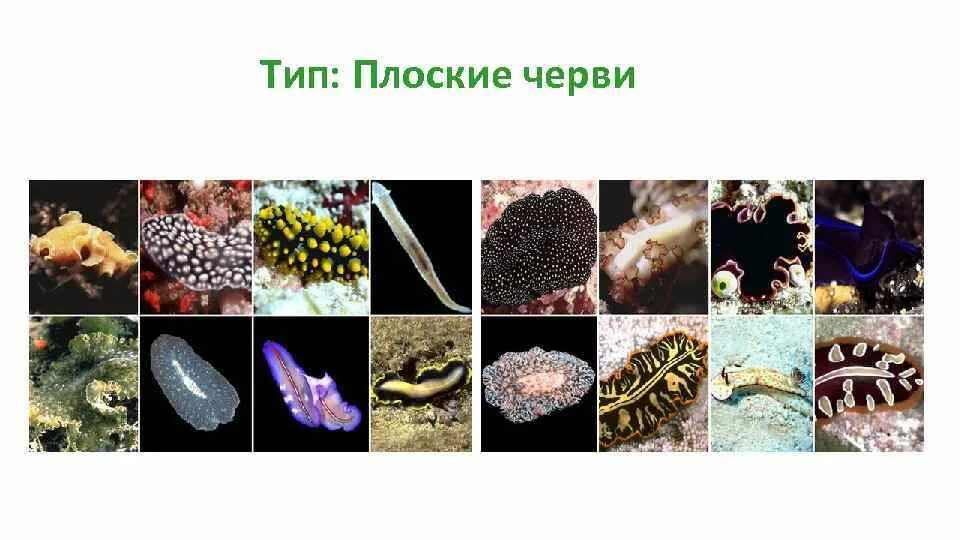 Образ плоских червей. Разнообразие плоских червей. Многообразие ресничных червей. Плоские черви классы и их представители. Плоские черви примеры животных.