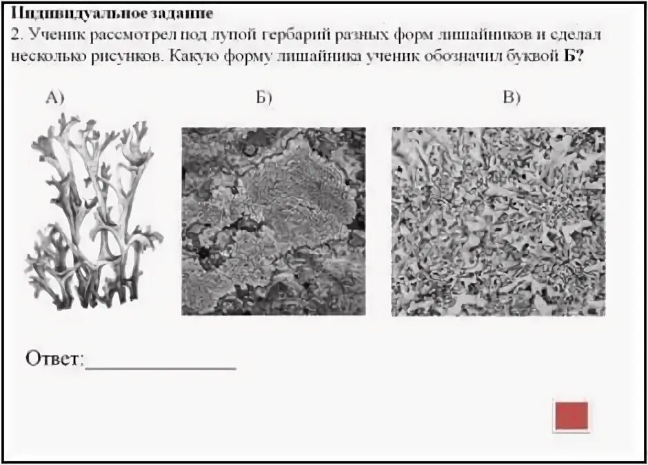 Задание по теме лишайники 5 класс биология. Формы лишайников 5 класс биология гдз. Таблица по биологии 5 класс по лишайникам. Рабочий лист по теме лишайники биология 5 класс.