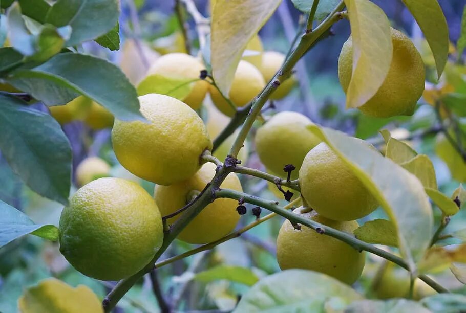 Лимон это овощ или ягода. Лимонное дерево. Лимонные деревья в Италии. Фруктовые деревья лимон. Лимонное дерево с шипами.