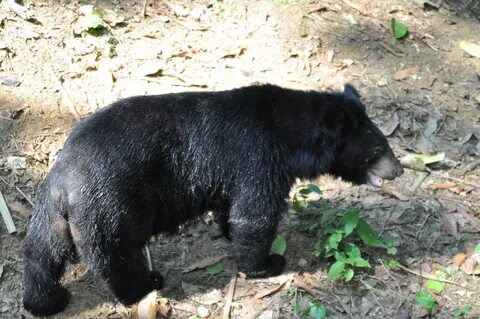 Bear description