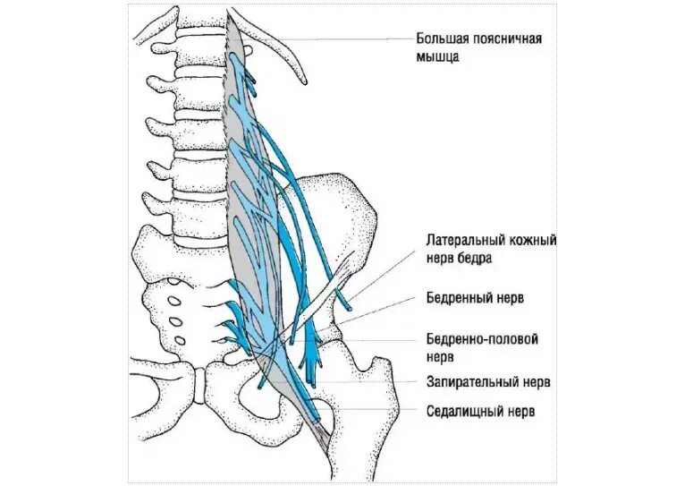Пояснично крестцовое сплетение нерв. Пояснично-крестцовое сплетение схема. Поясничные корешки иннервация. Нервы конский хвост спинномозговые.
