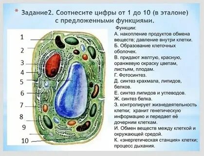 Внутреннее строение растительных организмов