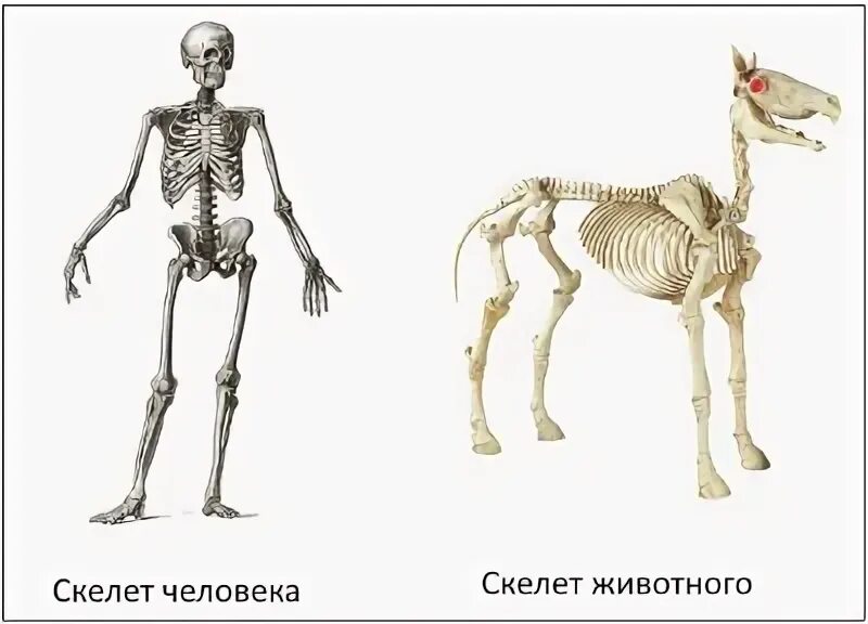 Отличие человека от животного скелет. Скелет человека и животных. Скелет человека и животного сравнение. Сходство скелета человека и животных. Скелет человека и млекопитающего.