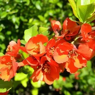 Можно ли есть декоративную айву