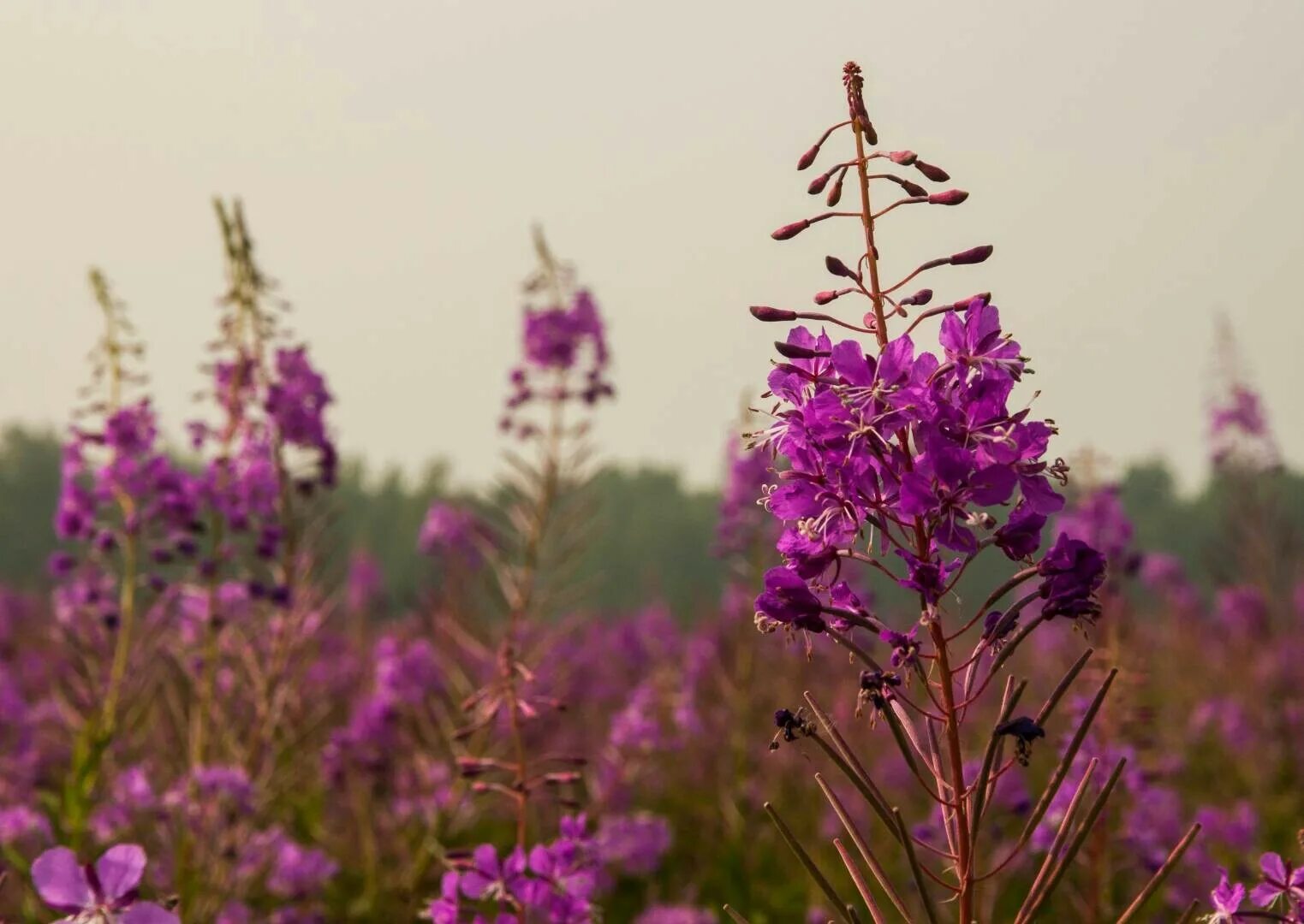 Кипрей царство. Кипрей узколистный. Кипрей узколистный. Кипрей царство. Кипрей узколистный царство.