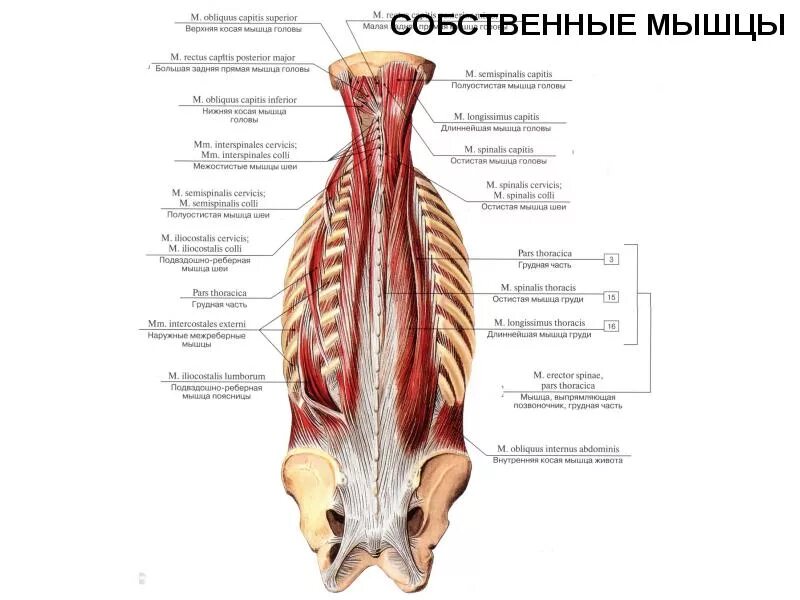 Глубокие спинные. Глубокие мышцы спины анатомия латынь. Поверхностные мышцы спины анатомия латынь. Атлас Синельников мышцы спины. Поверхностные мышцы спины анатомия человека.