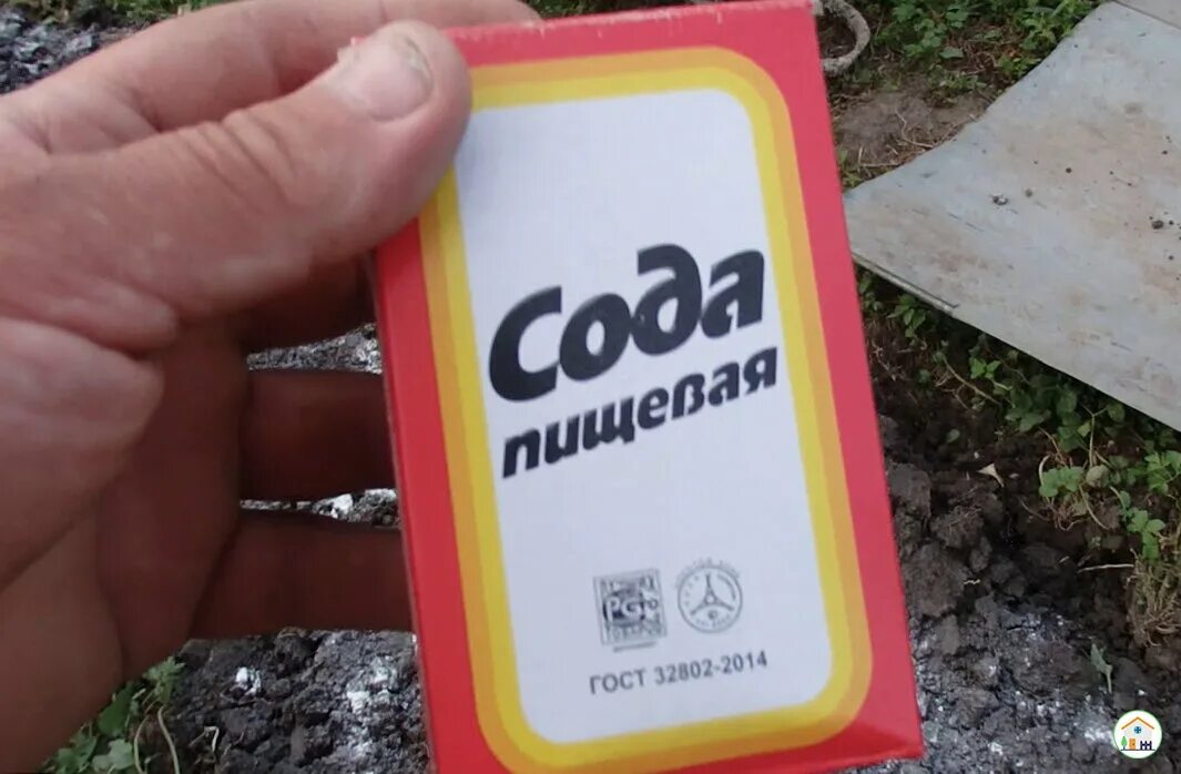 Сода против фитофторы. Пищевая сода для грунта. пищевая сода для сада и огорода. пищевая сода применение. пищевая сода для огурцов.