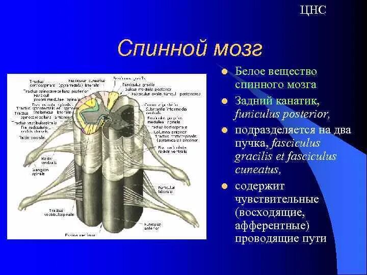 В спинном мозге выделяют. Нервная система спинной мозг анатомия. ЦНС спинной мозг строение. Строение центральной нервной системы спинной мозг. Нервная система спинной мозг 8 класс.