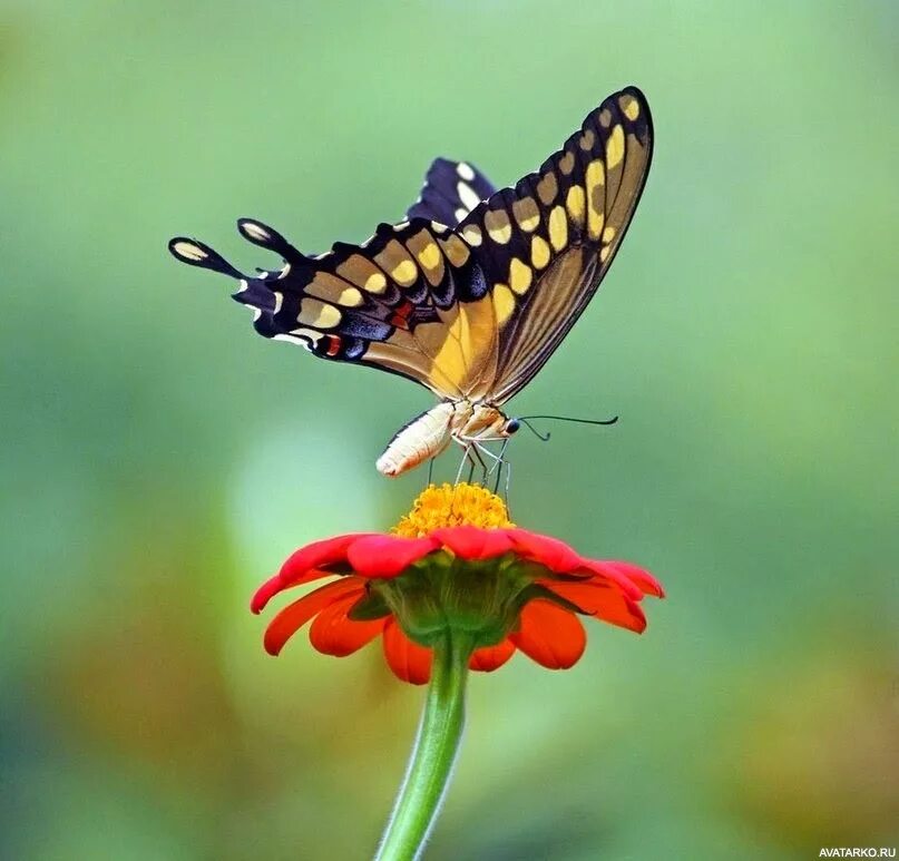 Бабочки не видят насколько прекрасны их крылья. Бабочка на цветке. Бабочки не видят насколько прекрасны их крылья. Бабочки не видят насколько прекрасны их крылья. Черный мотылек.