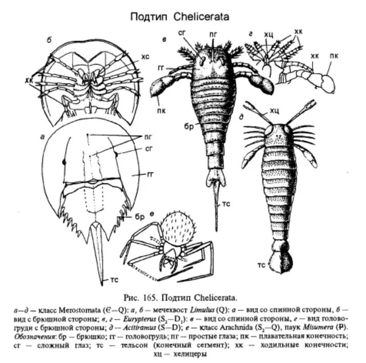Подтип хелицеровые − Chelicerata. Строение хелицеровых. Подтип хелицеровые классы. Строение конечности хелицеровых. Конечности беспозвоночных