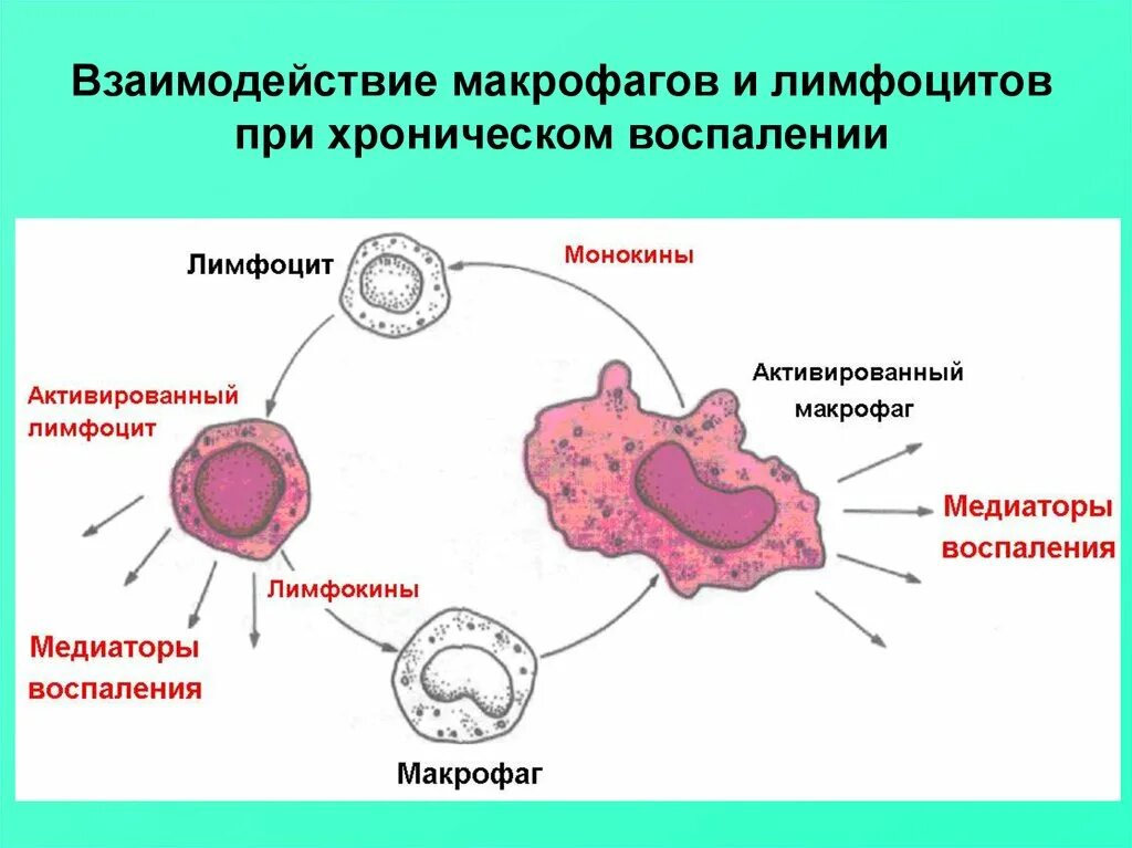 Клетка Макрофаг строение. Воспаление макрофаги. Медиаторы воспаления макрофагов. Лимфоциты схема. Активированные макрофаги