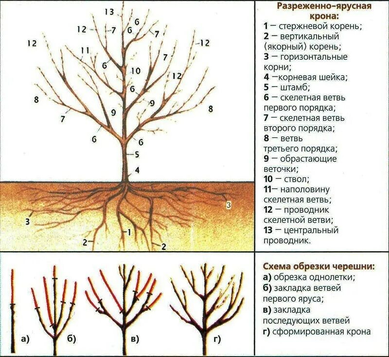 Обрезка молодой черешни весной. Обрезка черешни весной схема. Правильная обрезка черешни осенью схема. Обрезка черешни Ипуть весной схема. Обрезать вишню весной схема.