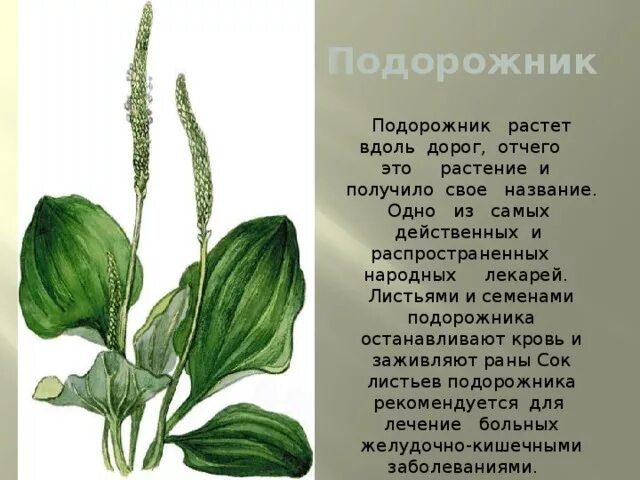 Почему растение подорожник так названо текст. Подорожник. рассказ о подорожнике. рассказ о подорожнике 3 класс. подорожник рассказ 2 класс.