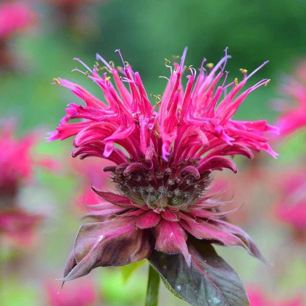 Монарда кембридж скарлет. Монарда двойчатая красная. Дерево монарды. Монарда точечная. Монарда двойчатая бергама.