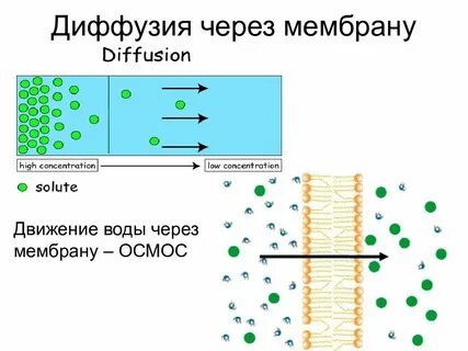 Осмос через мембрану клетки