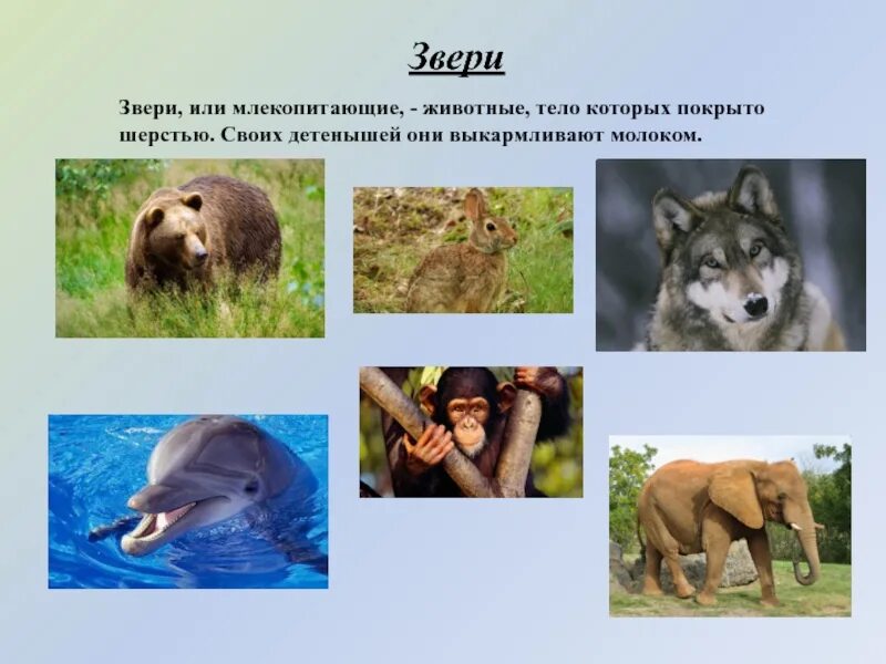 Почему зверей называют зверями. Многообразие зверей. Разнообразие животных 3 класс. Млекопитающие животные список. Разнообразие млекопитающих.