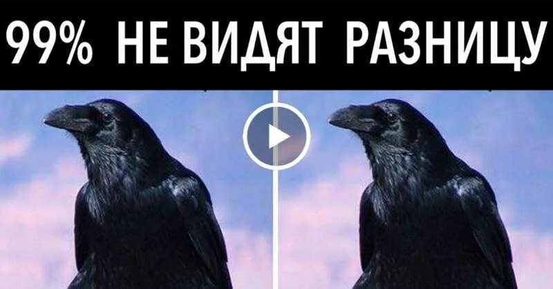 Вороны и вороны чем отличаются. Вороны и вороны чем отличаются