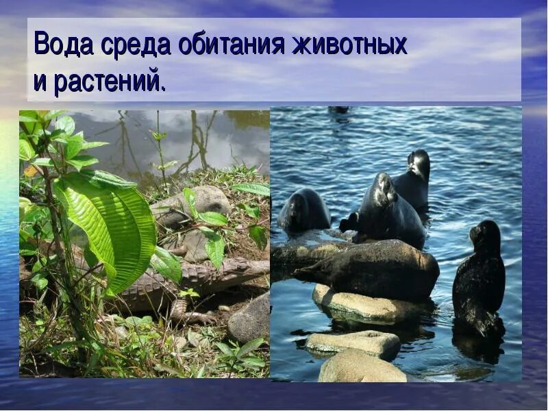 Определите среду обитания водных