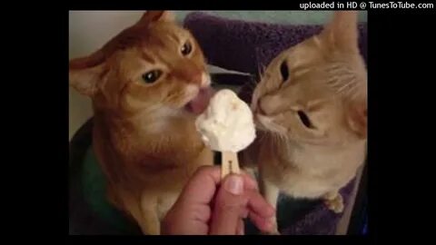 Кот с мороженым лицом