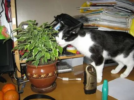 Фикус для кошек