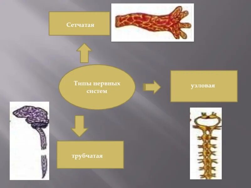 Виды нервной системы 8 класс. Типы нервной системы. Нервная система сетчатого типа. Презентация типы нервной системы. Типы нервных систем сетчатая лестничная Узловая трубчатая.