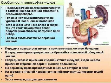 Топография поджелудочной