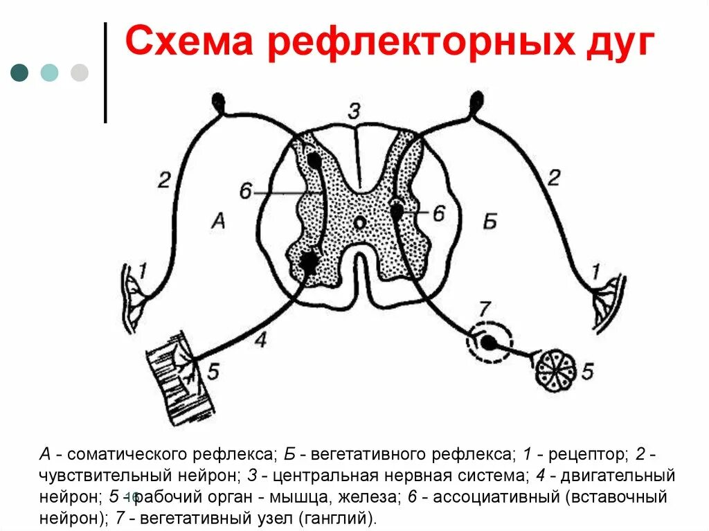 Рефлекторная дуга ЦНС. Схема моносинаптической рефлекторной дуги. Схема вегетативного рефлекса. Схема трехнейронной рефлекторной дуги оборонительного рефлекса.