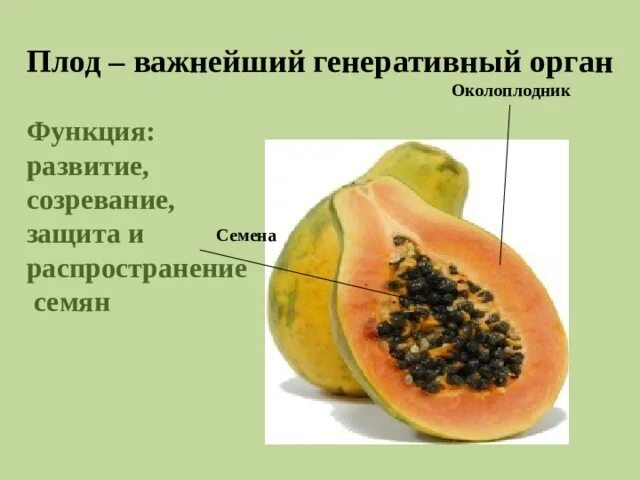 Семя цветкового растения функции. Функции плода у растений. околоплодник у растений. плод околоплодник и семена. функции плодов.