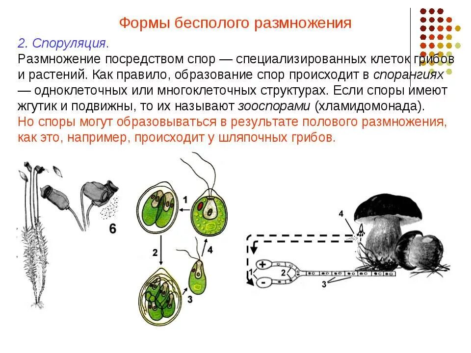 Споруляция это. Спора бесполое размножение. Размножение многоклеточных грибов. Споры бесполое размножение примеры. Бесполое размножение грибов схема.