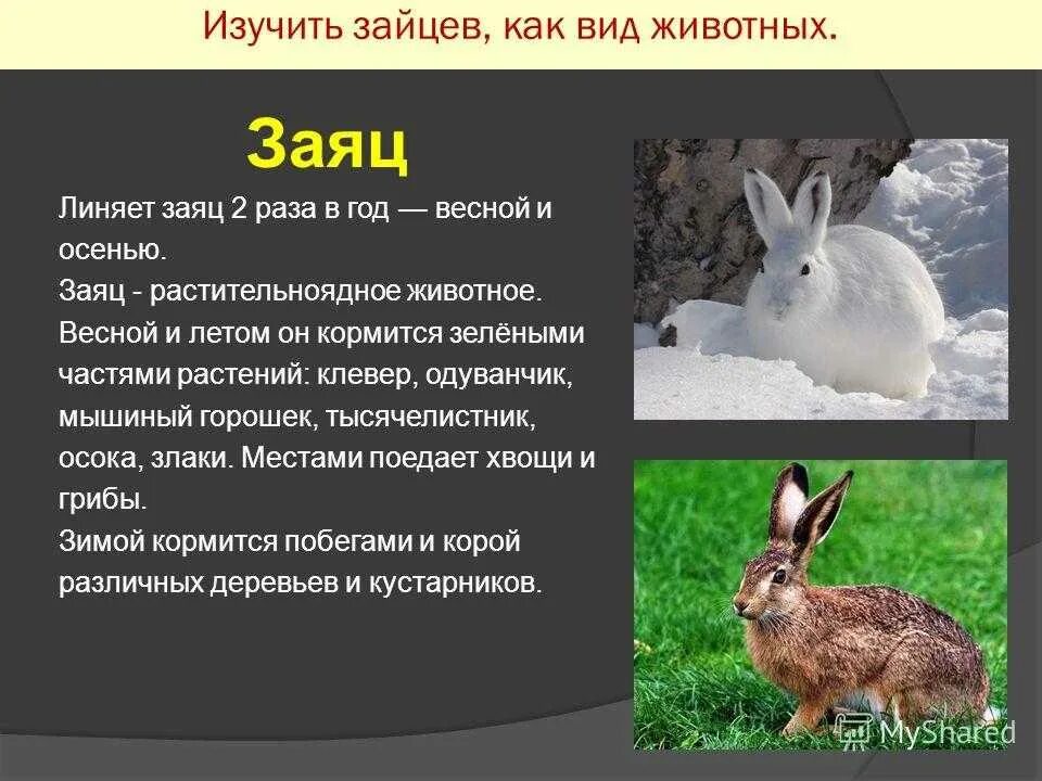 Рассказ про зайца 2. Доклад про зайца. Описание зайца для детей. Сообщение о зайце. Рассказ про зайцева