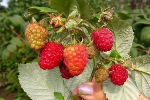 Сколько урожая дает малина